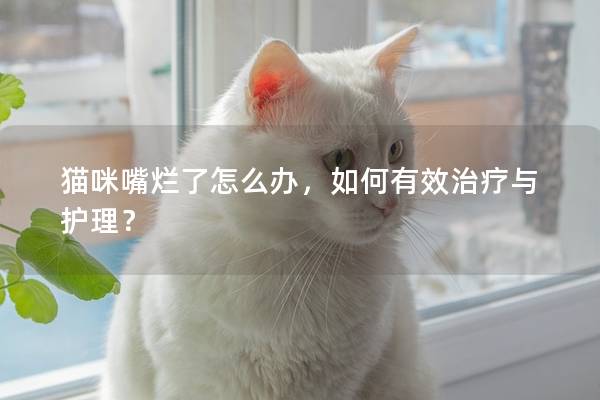 猫咪嘴烂了怎么办，如何有效治疗与护理？