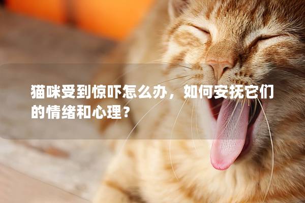 猫咪受到惊吓怎么办，如何安抚它们的情绪和心理？