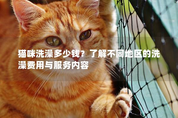 猫咪洗澡多少钱？了解不同地区的洗澡费用与服务内容