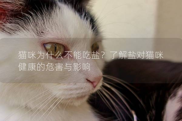 猫咪为什么不能吃盐？了解盐对猫咪健康的危害与影响