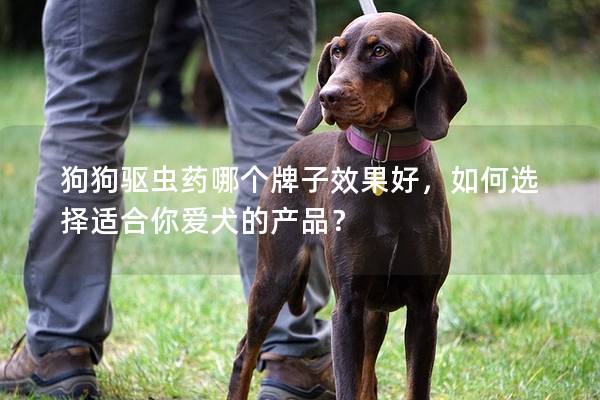 狗狗驱虫药哪个牌子效果好，如何选择适合你爱犬的产品？