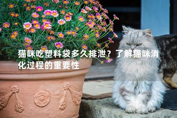 猫咪吃塑料袋多久排泄？了解猫咪消化过程的重要性