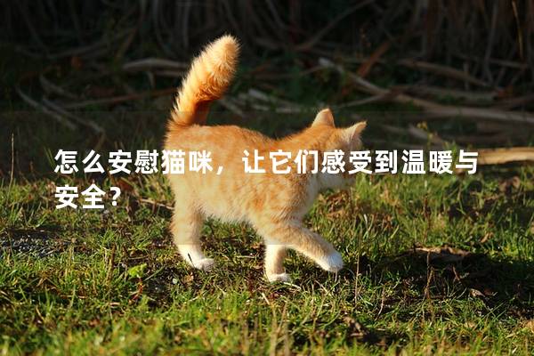 怎么安慰猫咪，让它们感受到温暖与安全？