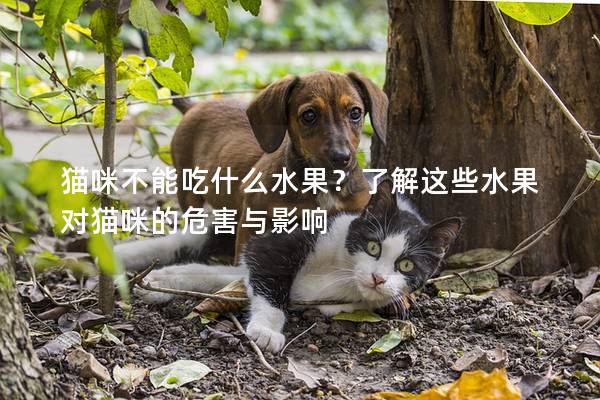 猫咪不能吃什么水果？了解这些水果对猫咪的危害与影响