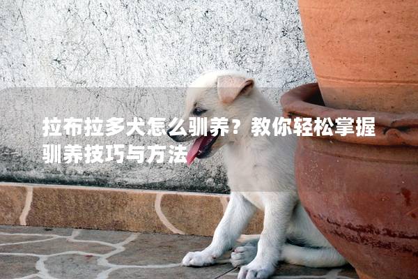 拉布拉多犬怎么驯养？教你轻松掌握驯养技巧与方法