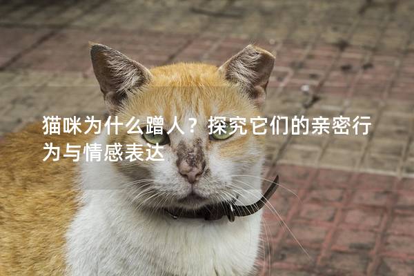 猫咪为什么蹭人？探究它们的亲密行为与情感表达