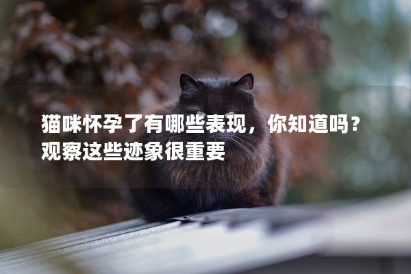 猫咪怀孕了有哪些表现，你知道吗？观察这些迹象很重要