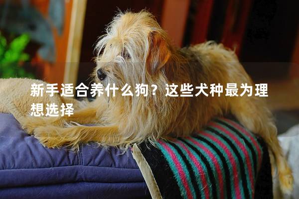 新手适合养什么狗？这些犬种最为理想选择