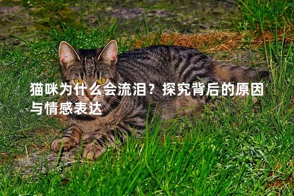 猫咪为什么会流泪？探究背后的原因与情感表达