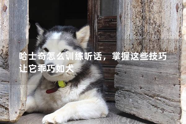 哈士奇怎么训练听话，掌握这些技巧让它乖巧如犬