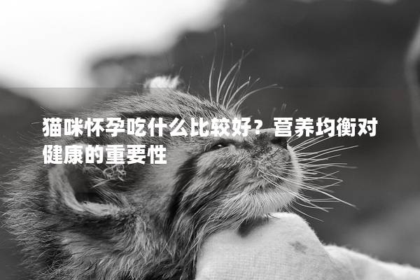 猫咪怀孕吃什么比较好？营养均衡对健康的重要性