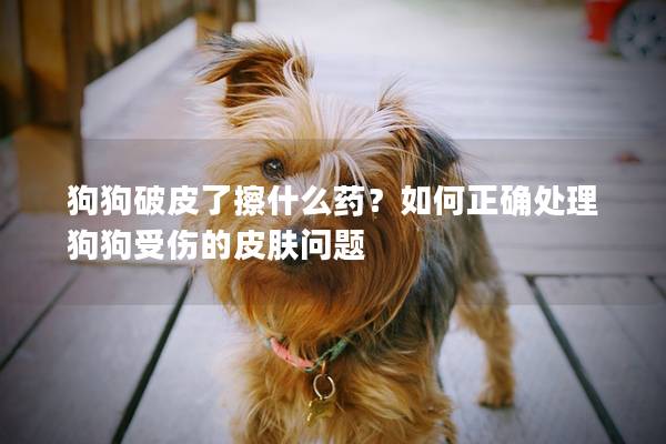 狗狗破皮了擦什么药？如何正确处理狗狗受伤的皮肤问题