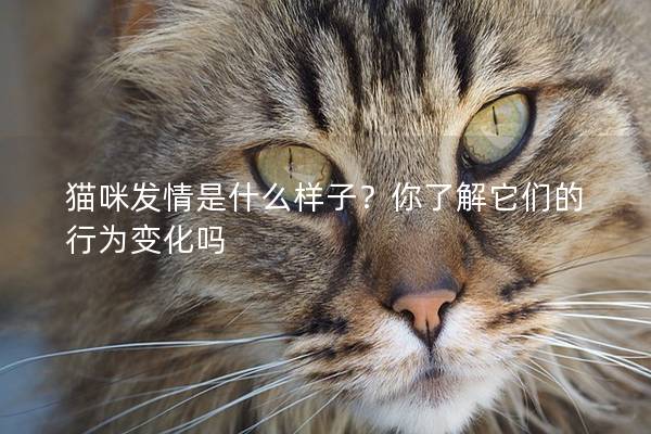 猫咪发情是什么样子？你了解它们的行为变化吗