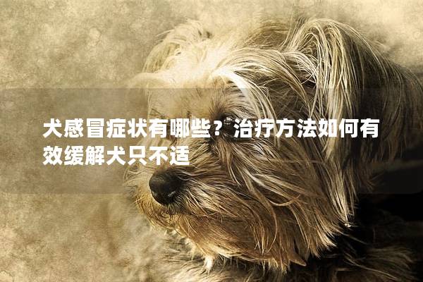 犬感冒症状有哪些？治疗方法如何有效缓解犬只不适