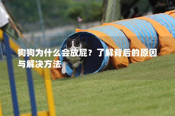 狗狗为什么会放屁？了解背后的原因与解决方法