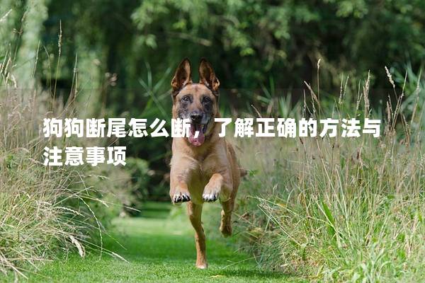 狗狗断尾怎么断，了解正确的方法与注意事项