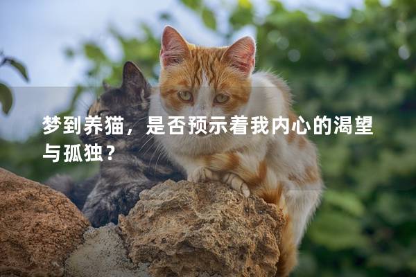 梦到养猫，是否预示着我内心的渴望与孤独？