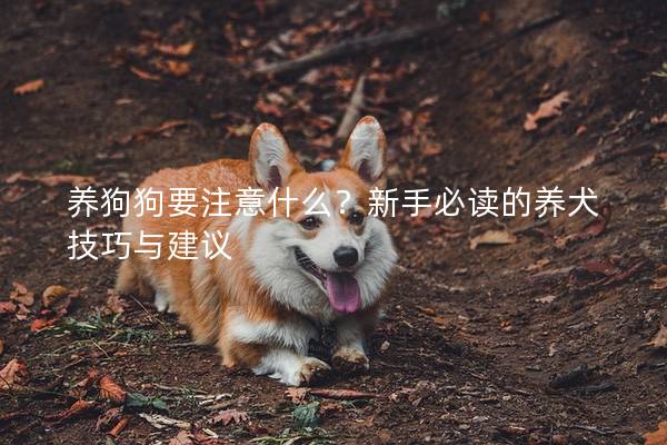 养狗狗要注意什么？新手必读的养犬技巧与建议