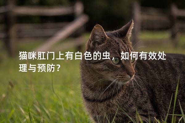 猫咪肛门上有白色的虫，如何有效处理与预防？