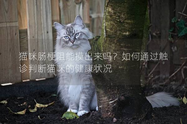 猫咪肠梗阻能摸出来吗？如何通过触诊判断猫咪的健康状况