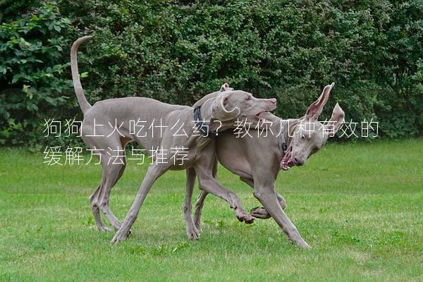 狗狗上火吃什么药？教你几种有效的缓解方法与推荐