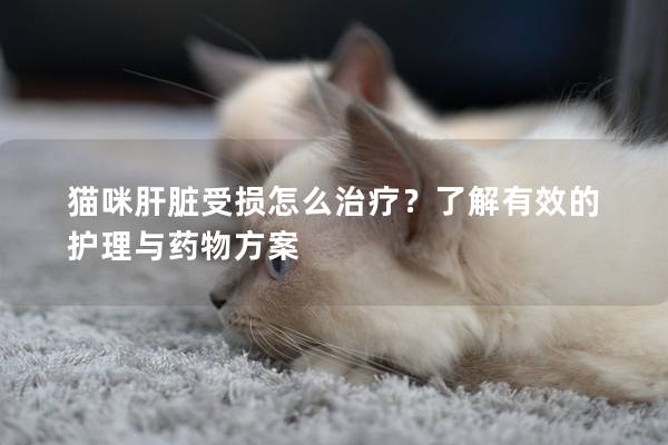 猫咪肝脏受损怎么治疗？了解有效的护理与药物方案