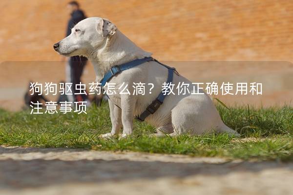 狗狗驱虫药怎么滴？教你正确使用和注意事项