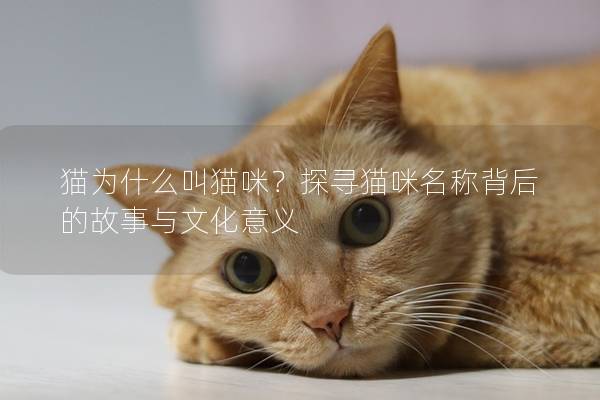 猫为什么叫猫咪？探寻猫咪名称背后的故事与文化意义