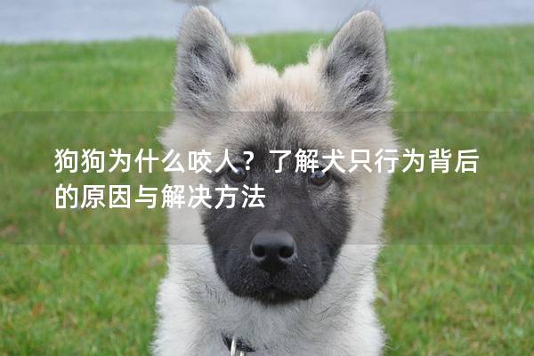 狗狗为什么咬人？了解犬只行为背后的原因与解决方法