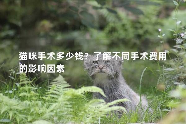 猫咪手术多少钱？了解不同手术费用的影响因素