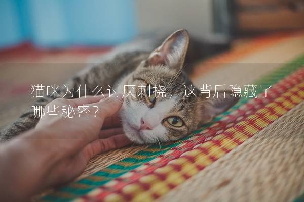 猫咪为什么讨厌刺挠，这背后隐藏了哪些秘密？