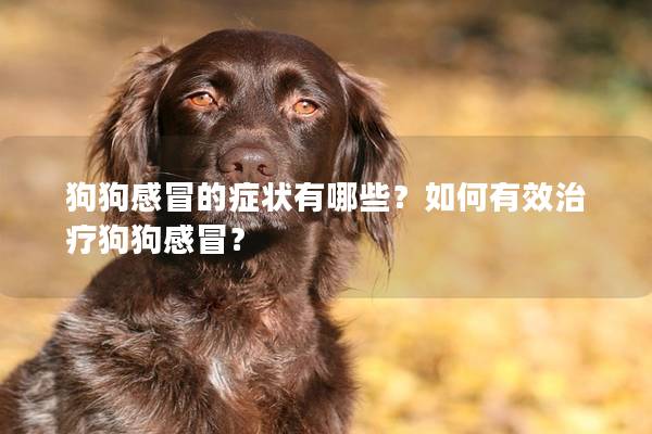 狗狗感冒的症状有哪些？如何有效治疗狗狗感冒？