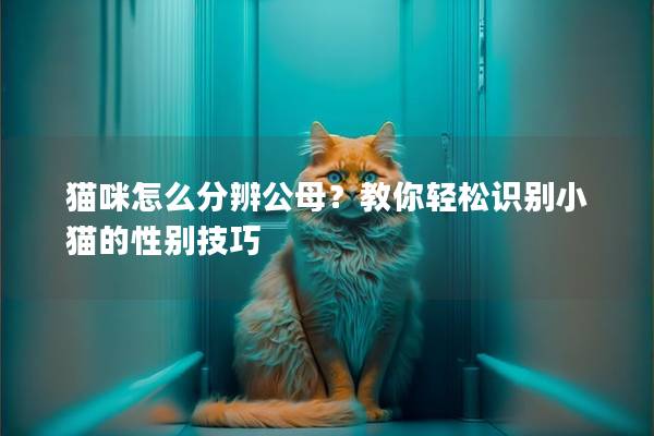 猫咪怎么分辨公母？教你轻松识别小猫的性别技巧