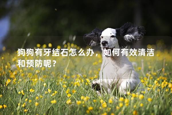 狗狗有牙结石怎么办，如何有效清洁和预防呢？