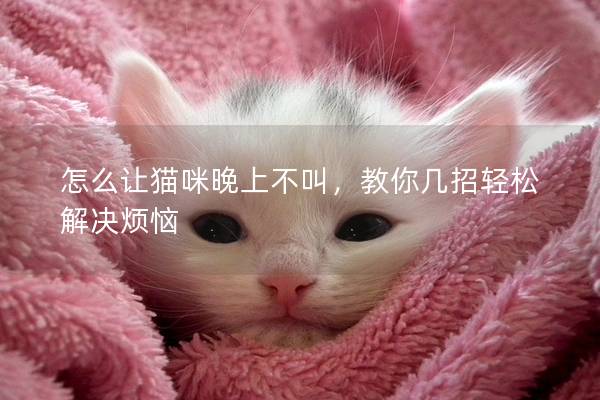 怎么让猫咪晚上不叫，教你几招轻松解决烦恼