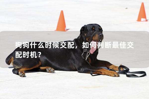 狗狗什么时候交配，如何判断最佳交配时机？