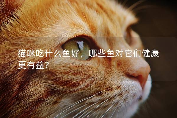 猫咪吃什么鱼好，哪些鱼对它们健康更有益？