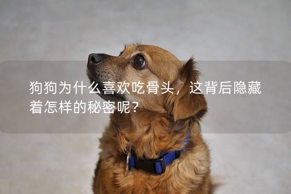 狗狗为什么喜欢吃骨头，这背后隐藏着怎样的秘密呢？