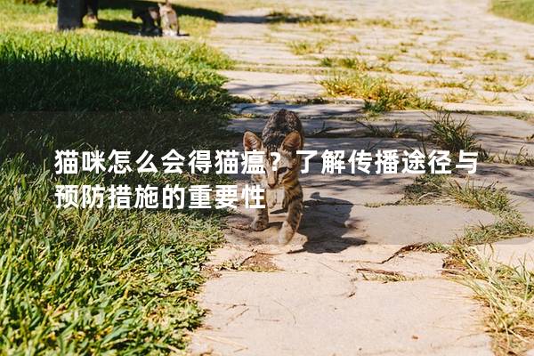 猫咪怎么会得猫瘟？了解传播途径与预防措施的重要性