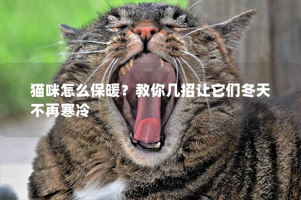 猫咪怎么保暖？教你几招让它们冬天不再寒冷