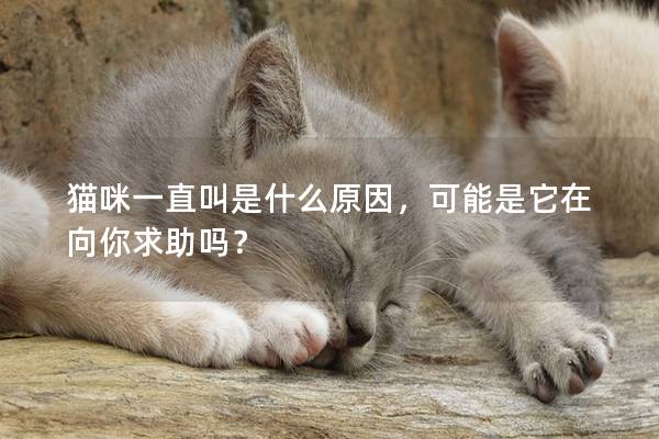 猫咪一直叫是什么原因，可能是它在向你求助吗？