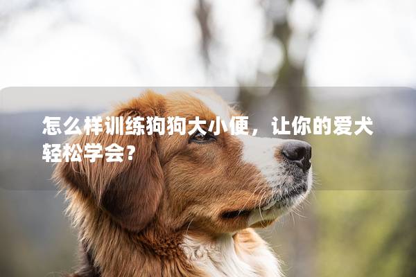 怎么样训练狗狗大小便，让你的爱犬轻松学会？