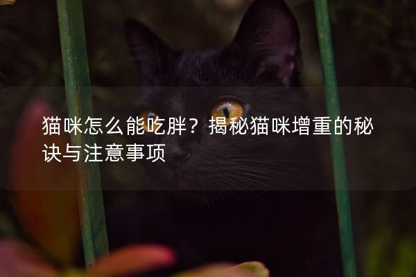 猫咪怎么能吃胖？揭秘猫咪增重的秘诀与注意事项