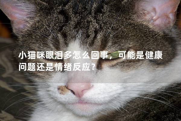 小猫咪眼泪多怎么回事，可能是健康问题还是情绪反应？