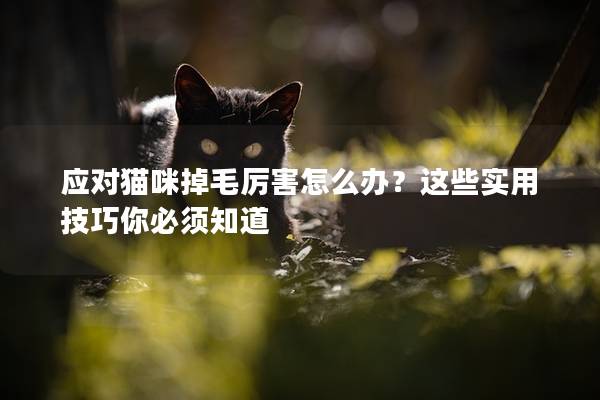 应对猫咪掉毛厉害怎么办？这些实用技巧你必须知道