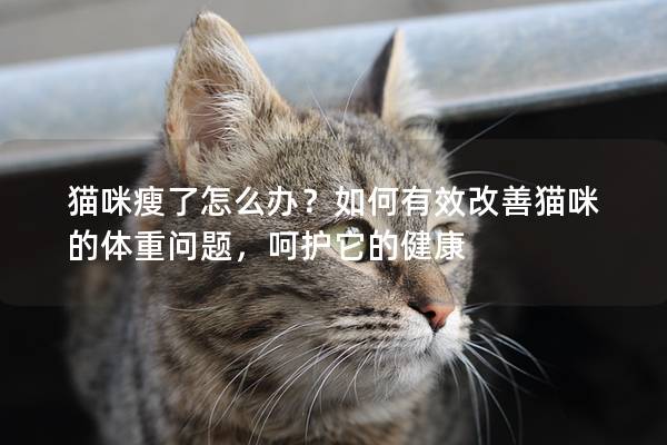 猫咪瘦了怎么办？如何有效改善猫咪的体重问题，呵护它的健康