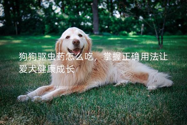 狗狗驱虫药怎么吃，掌握正确用法让爱犬健康成长