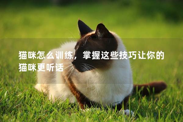 猫咪怎么训练，掌握这些技巧让你的猫咪更听话