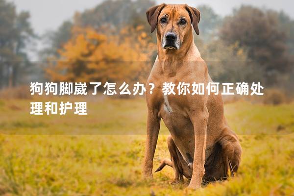 狗狗脚崴了怎么办？教你如何正确处理和护理