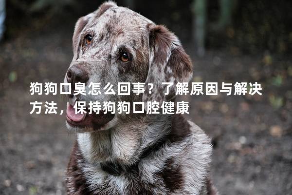 狗狗口臭怎么回事？了解原因与解决方法，保持狗狗口腔健康